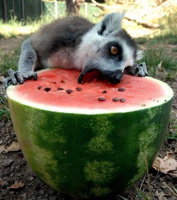 Animaleats tweet picture