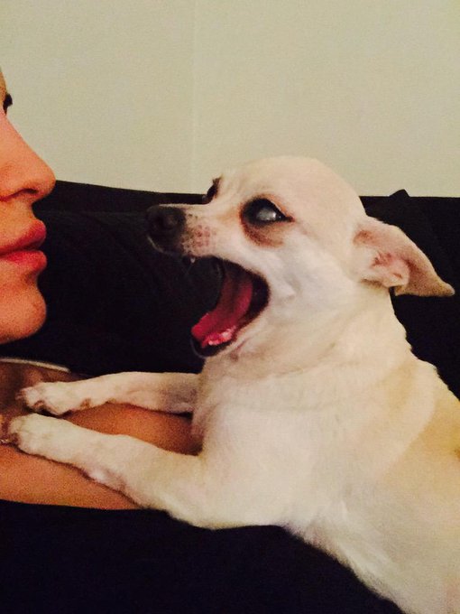 Wanna smell my breath...? 🐶 http://t.co/ihovB2kBsy<a href="/tag/pokernm"class="tags"><span>#pokernm</span></a>