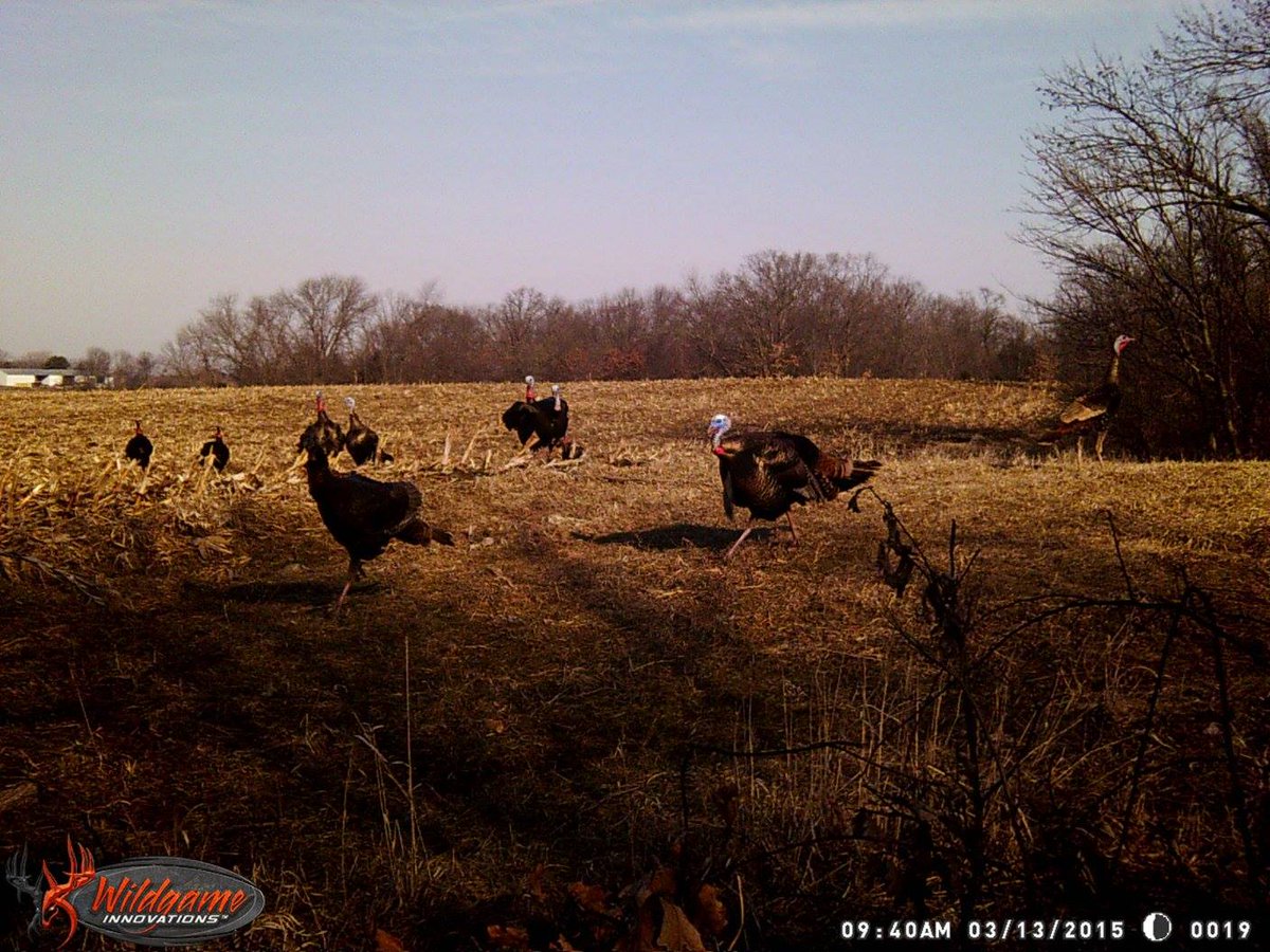 WGInnovations's tweet photo. Chad Crooks tagged us in this photo on FB! RT if you are using #WGI cams to scout turkeys! http://t.co/QXBt839k4W