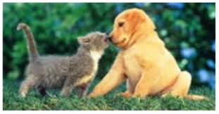 AzAnimals5's tweet image. ~Making a difference each day~