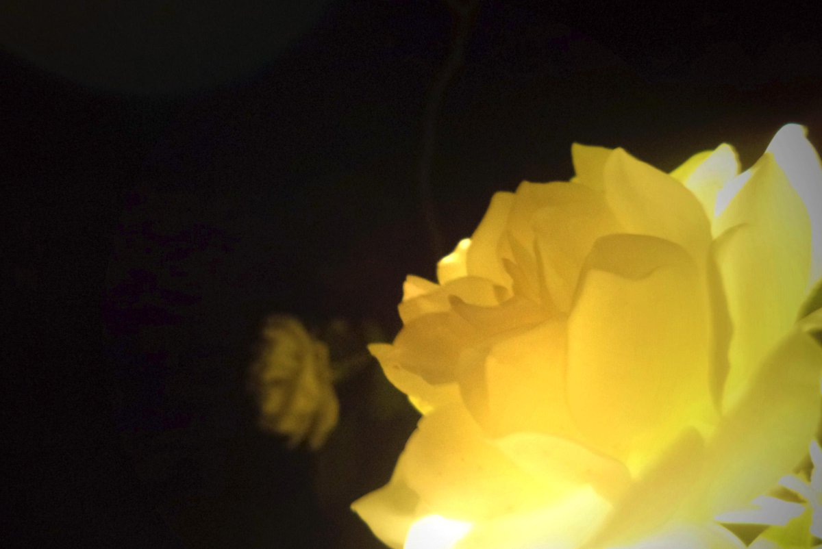 AwkwardPhotoing's tweet image. ~You're my light in the dark~