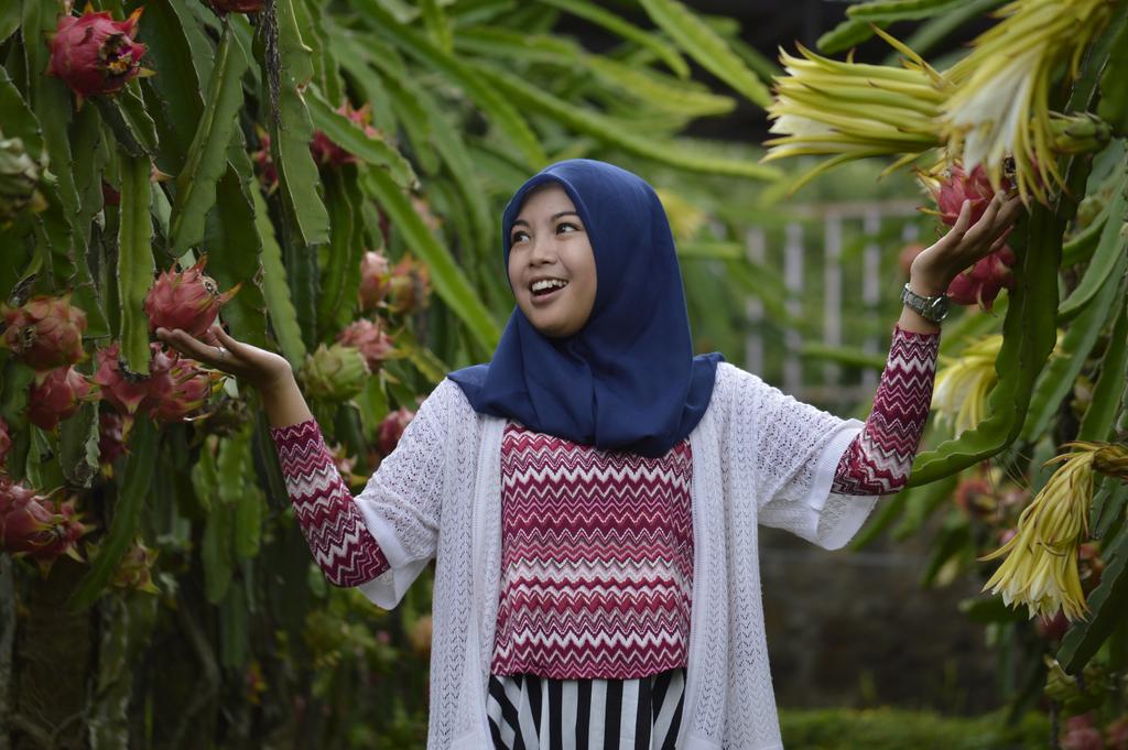 KusumaAgro's tweet photo. Belum lengkap rasanya berwisata ke kota Batu kalau belum mencoba keseruan petik buah naga hanya di Kusuma Agrowisata http://t.co/wjtf30hXXX