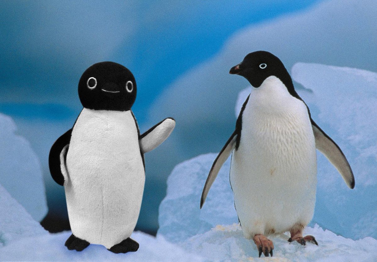 東京ペンギン ぺんぎん定期 Q Suicaのペンギンのモデルは A 南極大陸にすむ アデリーペンギンです 目の周りの白いラインは 白目じゃなくて 模様だよ 白目ではないんだよ Http T Co Ylr0kk0ox9 Twitter