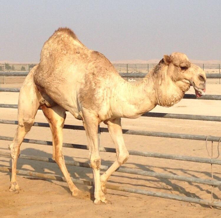 ابو حمد (@bo_7mad0) on Twitter photo 