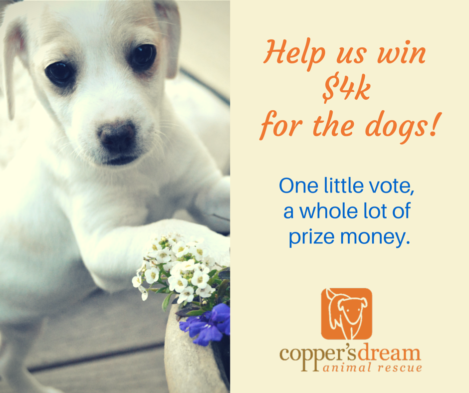 Copper's Dream tweet media