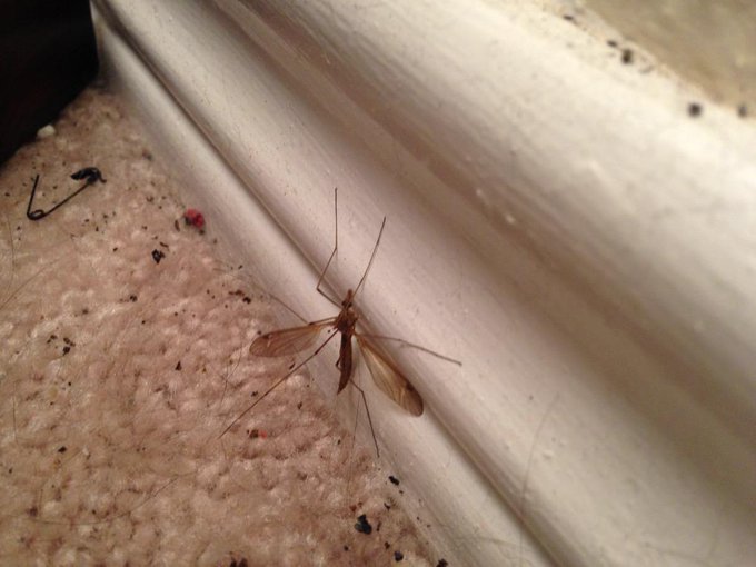 ok it's not a mosquito!!!!!! its a crane fly!!! http://t.co/25ubtMBHrS
