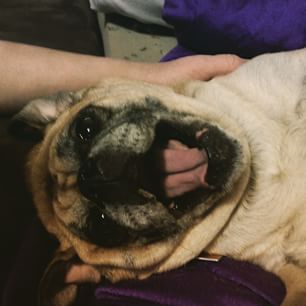 Joy_PhotoCam's tweet image. OMG SHE IS THE CUTEST PUG EVER!!!! #pug #pugpie #cute #love findelight.net/puggie_detail.…