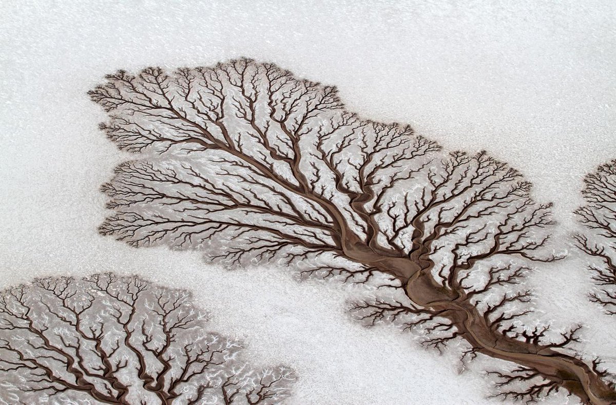 “<a href="/ParomaMukherjee/">Paroma Mukherjee</a>: Rivers forming treelike figures on the desert in Baja Mexico by Adriana Franco. ” #ASDeserts