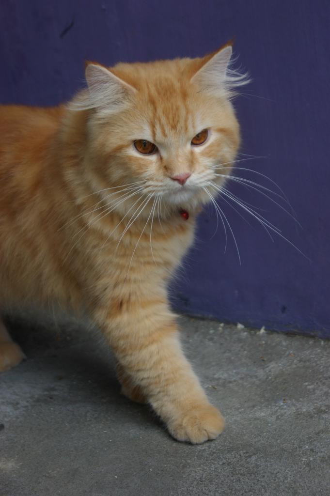 Hi I'm Cello from Bali Island <a href="/catsofinstagram/">Cats of Instagram</a> <a href="/ratnaalifia/">Ratna Alifia</a> #catsofinstagram catsofinstagram.com