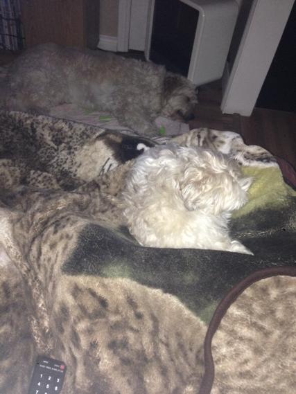 JoeBond11's tweet image. #snowday #relaxingdogs