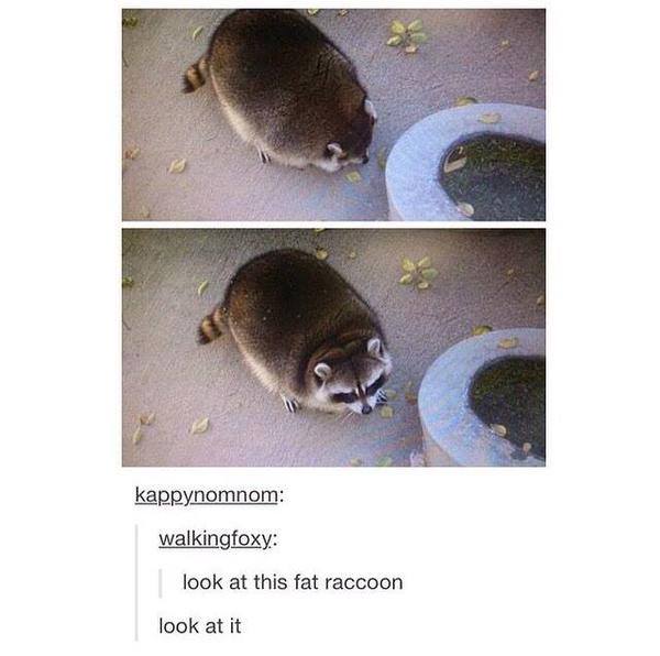 ComedyAIIDay's tweet photo. just in case you were having a bad day, here is a fat raccoon http://t.co/QrFY2iSnM6