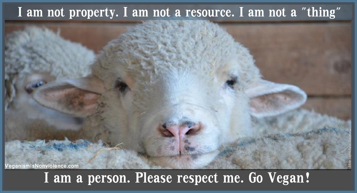 Friends Not Food #lambing2015 #babylambs #lambs #ewes #education #foodchat #wool #govegan #farm365 #nationalAGday