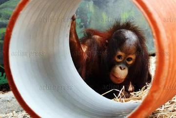 Today with Tessa in Dvur Kralove Zoo #borneoorangutan. Photos in services VIA <a href="/actionpressde/">action press</a>