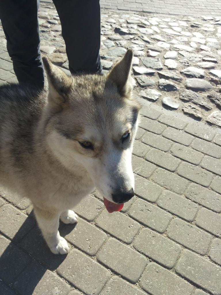 archijsz's tweet image. Pie 6. Vidusskolas, baseina klaiņo diezgan jauns huskijs. Viena acs brūna, otra zila. Meklē saimniekus #RT