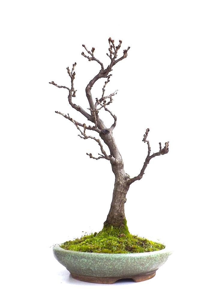 Sankaly_Bonsai's tweet photo. #BONSAI #WISTERIA #FLORIBUNDA 65 CM
http://t.co/OQrtRKTHZn http://t.co/MWbs6MJa67