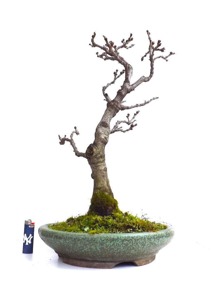 Sankaly_Bonsai's tweet photo. #BONSAI #WISTERIA #FLORIBUNDA 65 CM
http://t.co/OQrtRKTHZn http://t.co/MWbs6MJa67