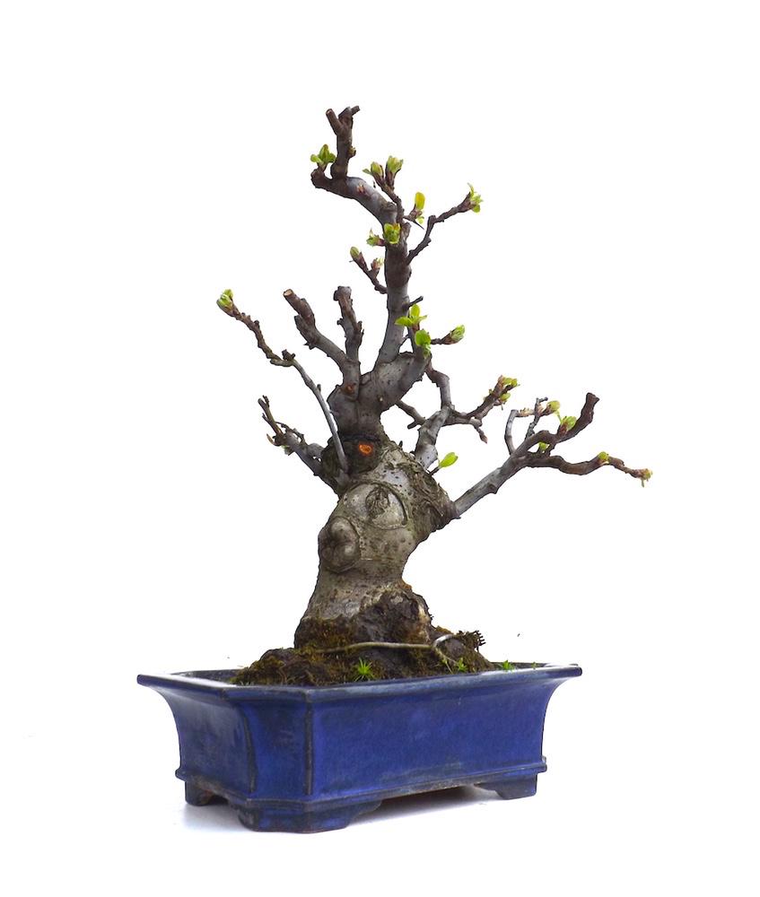 Sankaly_Bonsai's tweet photo. #BONSAI #POMMIER #MALUS CERASIFERA 35 CM
http://t.co/QjuneuzEvc http://t.co/PDJI9wKrAH