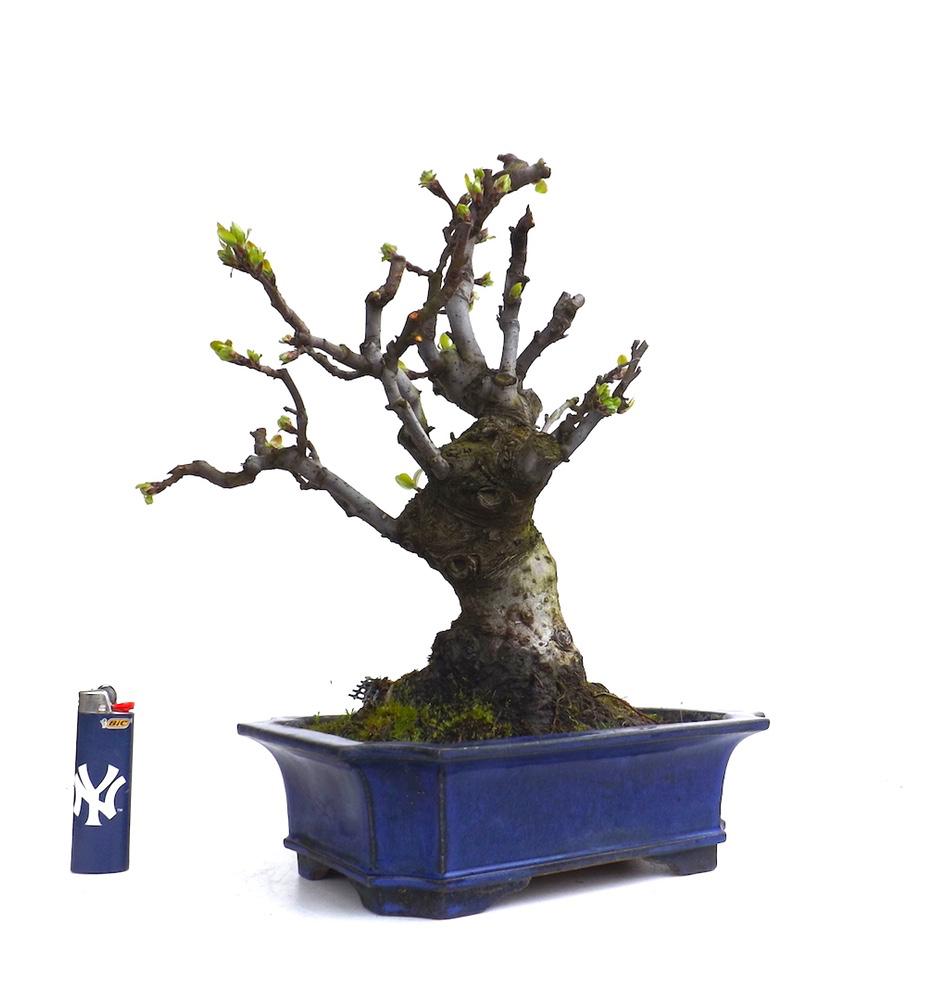 Sankaly_Bonsai's tweet photo. #BONSAI #POMMIER #MALUS CERASIFERA 35 CM
http://t.co/QjuneuzEvc http://t.co/PDJI9wKrAH