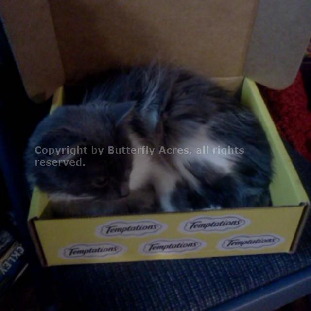 avrilsgranny's tweet image. My cats love the new @TemptationsCats toy in the #CatVsMouse VoxBox! @InfluensterVox  the Box is the winner's prize