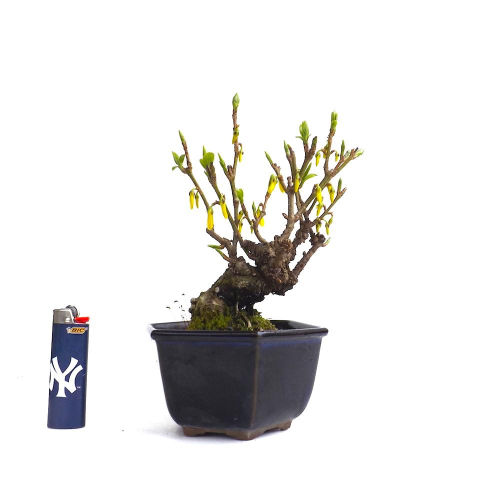 Sankaly_Bonsai's tweet photo. #BONSAI #SHOHIN #FORSYTHIA #SUSPENSA 19 CM
http://t.co/g7KiFCRANh http://t.co/uHqZFAvsT3