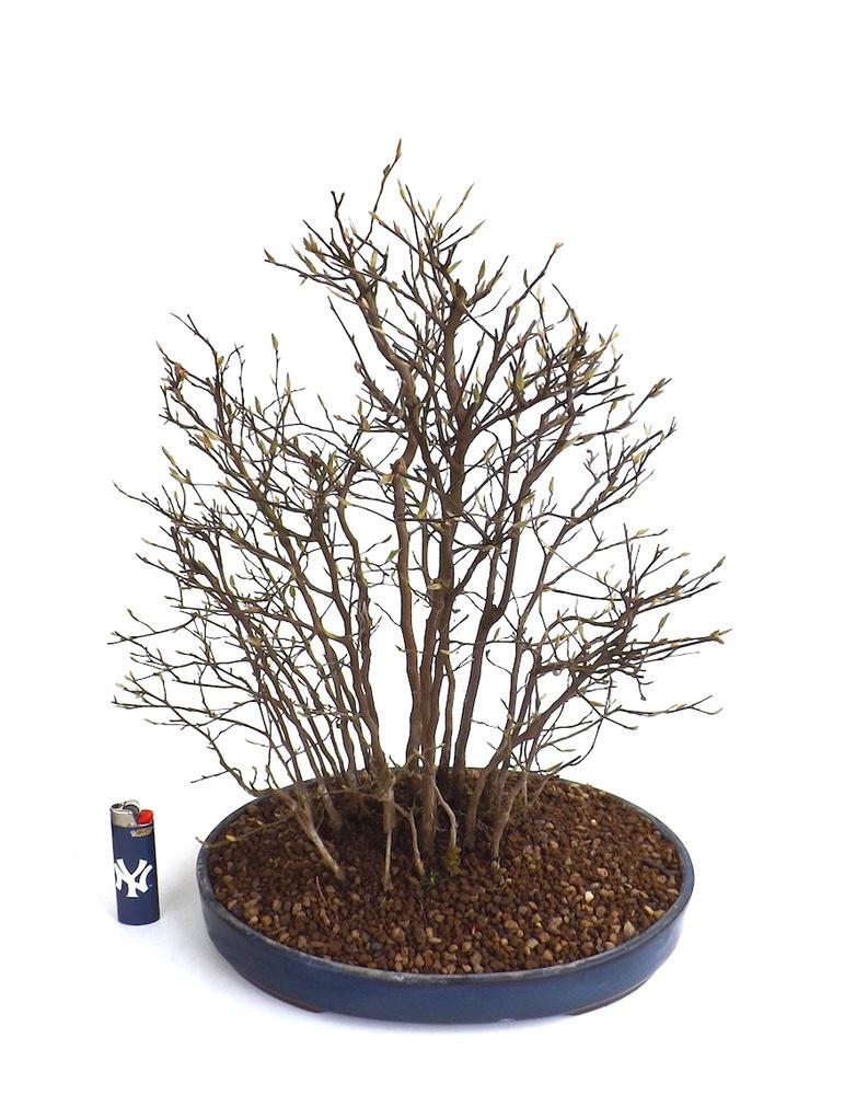 Sankaly_Bonsai's tweet photo. #BONSAI #STEWARTIA #YOSEUE 45 CM
http://t.co/qR3v3L7hDx http://t.co/IK1ctyRT1t