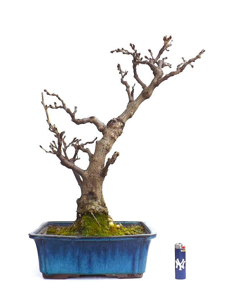 Sankaly_Bonsai's tweet photo. #BONSAI #WISTERIA #FLORIBUNDA #GLYCINE 70 CM
http://t.co/zEJFiA3qVD http://t.co/VHIwDFHx0z