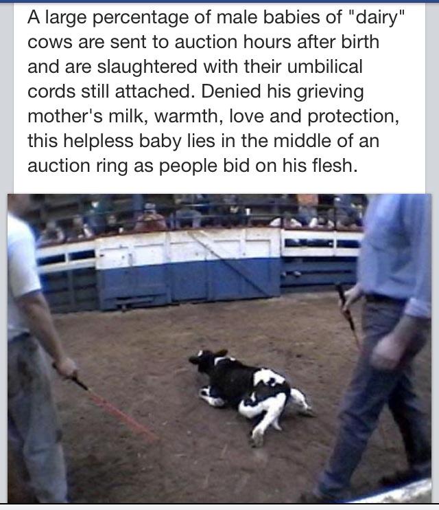 poppy_petal's tweet photo. #Farm365 #calving15 #calving2015 #dairygood #teamdairy #beef #veal #dairy #milk #welcomebacktomilk @dannycipriani87 http://t.co/2s9FgYTtDE