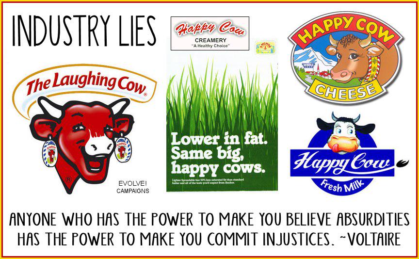 poppy_petal's tweet photo. #Farm365 #calving15 #calving2015 #dairygood #teamdairy #beef #veal #dairy #milk #welcomebacktomilk @dannycipriani87 http://t.co/tEJeTLddAl