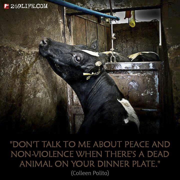 poppy_petal's tweet photo. #Farm365 #calving15 #calving2015 #dairygood #teamdairy #beef #veal #dairy #milk #welcomebacktomilk @dannycipriani87 http://t.co/tEJeTLddAl