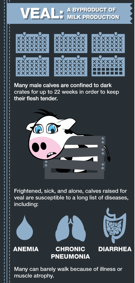 BabWarrior's tweet photo. #Farm365 #calving16 #calving2016 #dairygood #teamdairy #beef #veal #dairy #milk #foodie #foodchat #animalrights https://t.co/Xk6fAMtcV3