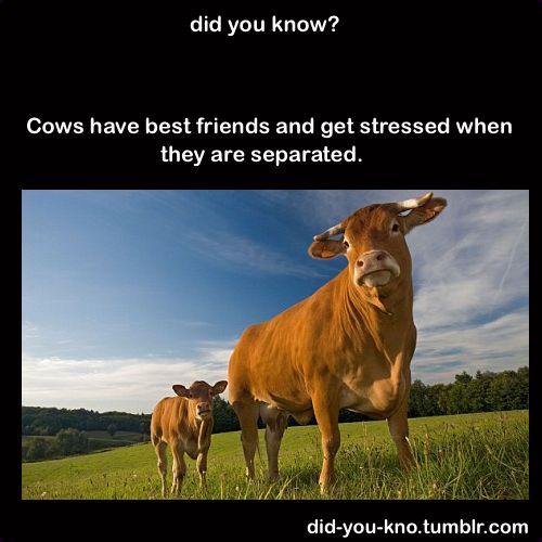 BabWarrior's tweet photo. #Farm365 #calving16 #calving2016 #dairygood #teamdairy #beef #veal #dairy #milk #foodie #foodchat #animalrights https://t.co/s5WdnCPi0v