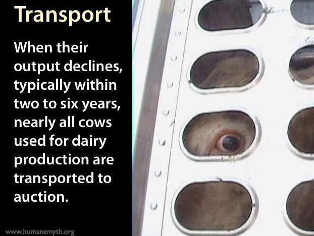 BabWarrior's tweet photo. #Farm365 #calving16 #calving2016 #dairygood #teamdairy #beef #veal #dairy #milk #foodie #foodchat #animalrights https://t.co/s5WdnCPi0v