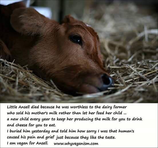 poppy_petal's tweet photo. #Farm365 #calving15 #calving2015 #dairygood #teamdairy #beef #veal #dairy #milk #welcomebacktomilk @dannycipriani87 http://t.co/MnD8ko70Mi