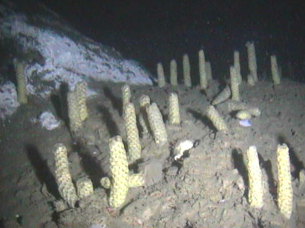 DeepSeaCrawler's tweet photo. Here is another photograph of snail egg towers next to the methane seep pockmark. Lots of other fauna also there... http://t.co/oRiK57WsyV