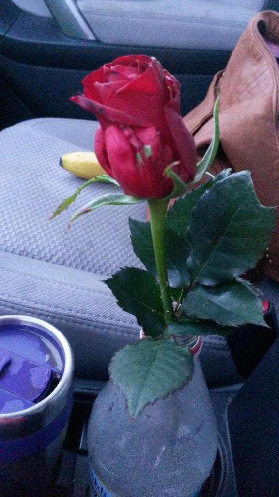 BethanyJeanne's tweet photo. Surprise rose to start my day. #feelingloved #ihaveasecretadmirer #humpday #rose http://t.co/UXSMGrIGAL