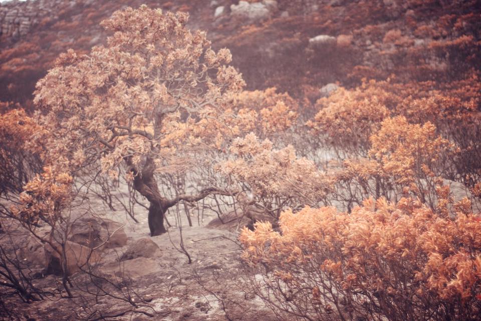 DeidreDonnelly's tweet photo. Images of regeneration after the #CapeFires by @FernandoBadiali http://t.co/ryqxec6KMJ