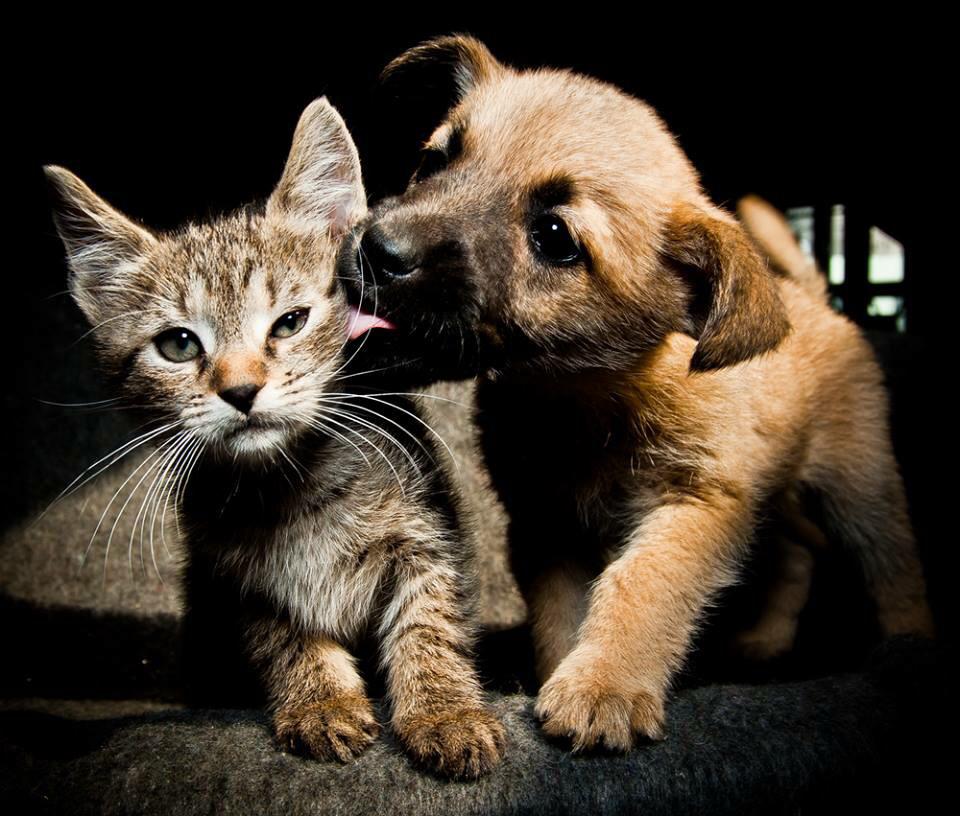 IgualdadAnimal's tweet photo. Ponernos en el lugar de los demás es fundamental. Comprender que "los demás" son también los animales, es #urgente. http://t.co/VzK2rUZGcB