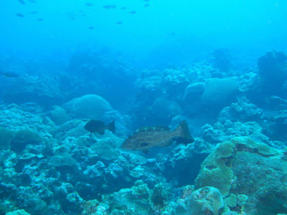 SportfishCenter's tweet photo. Protecting marine resources like @fgnbms... #IsABeautifulThing! #SCUBA #reef #ocean http://t.co/IOUKJbgnu3