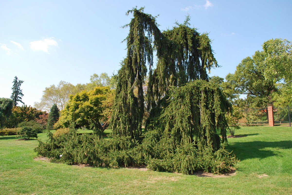 KalugaFlora's tweet image. Ель обыкновенная Инверса плакучая - Picea abies Inversa pendula
#Калуга #Садовыйцентр #Соцветие #Секиотово #Ландшафт