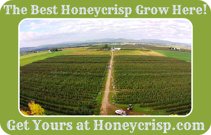 HoneycrispApple's tweet photo. Fresh fruit from our farm to your door! http://t.co/CGhL6dlx0L #apples #healthy #orderfruit #honeycrisp #farmlife #ny http://t.co/N93cQo0L0s