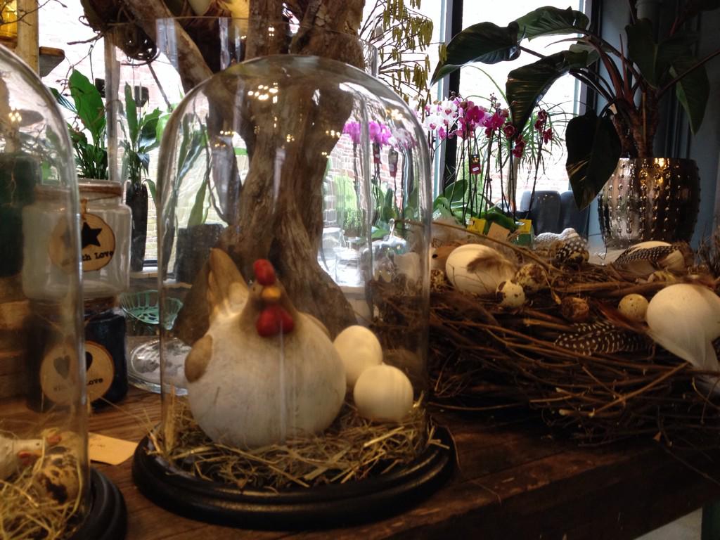 bloomyourlife's tweet photo. Kip zoekt huis... @bloomyourlife http://t.co/T7Zy6QCMSL