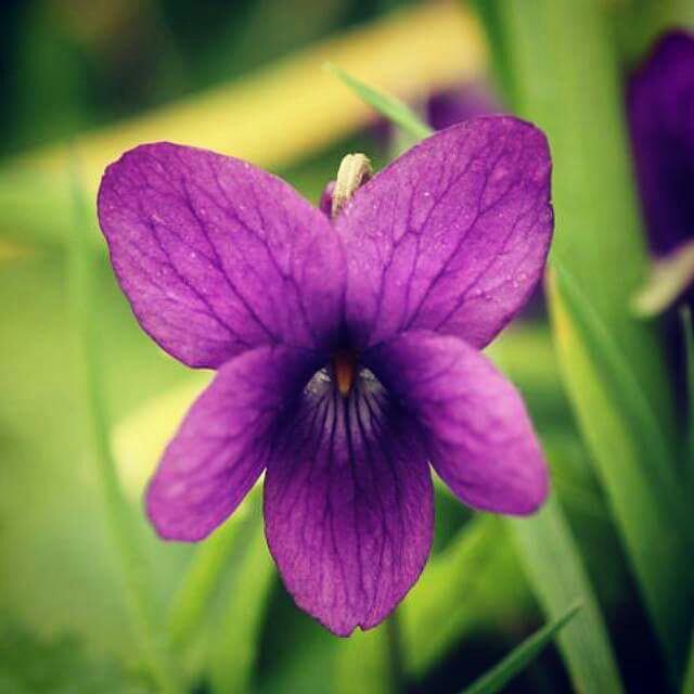 Arborea_Farm's tweet photo. -3 days to #spring. Wild violets in our garden http://t.co/yyvd55vCL7