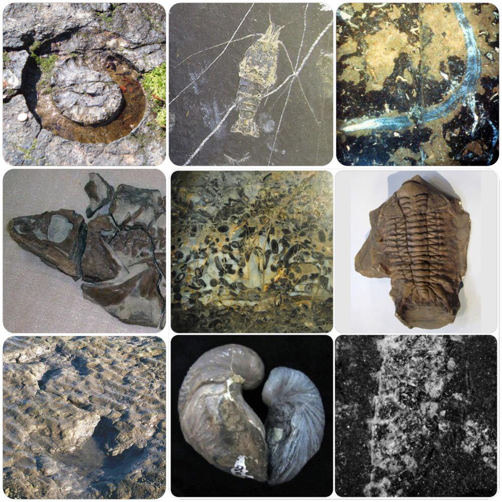 BritGeoSurvey's tweet photo. That's all the #FossilFive contenders in the @ScotGeodForum poll! http://t.co/cBgBYhljK8 What are your top 5? http://t.co/ZmyiJxsUJm