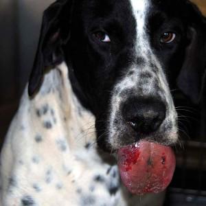 Si tu perro lame una oruga procesionaria o sufre una picadura, tendrá graves heridas o incluso puede morir. #ALERTA.