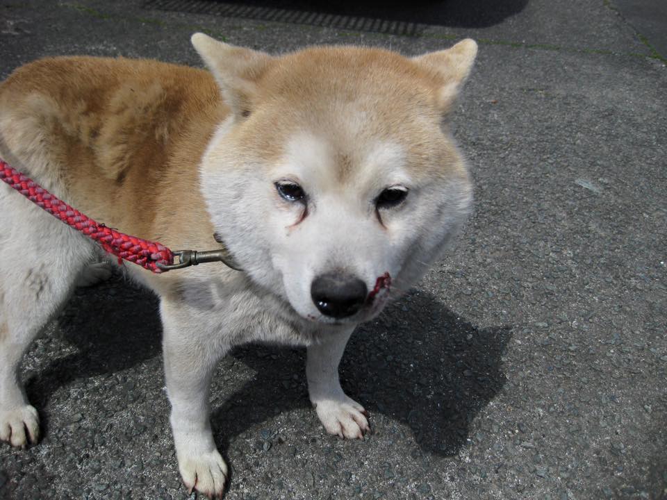 fuka ku 里親 熊本の保健所から 柴犬より一回り小さいころころした元気な男の子です 保管期間3 23 緊急 Http T Co D67wx7zmgd Http T Co V3ruurrlhw