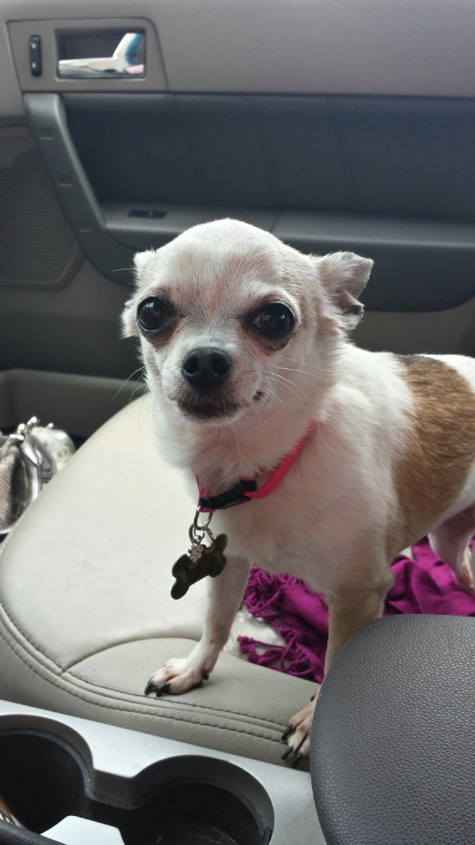 CaseyFreelove's tweet photo. Our dogs are a joy! Rosie anxiously waiting for her cap of whipped cream @Starbucks!! #Starbucks #dogs #frappuccino http://t.co/bpkNrpbEnn