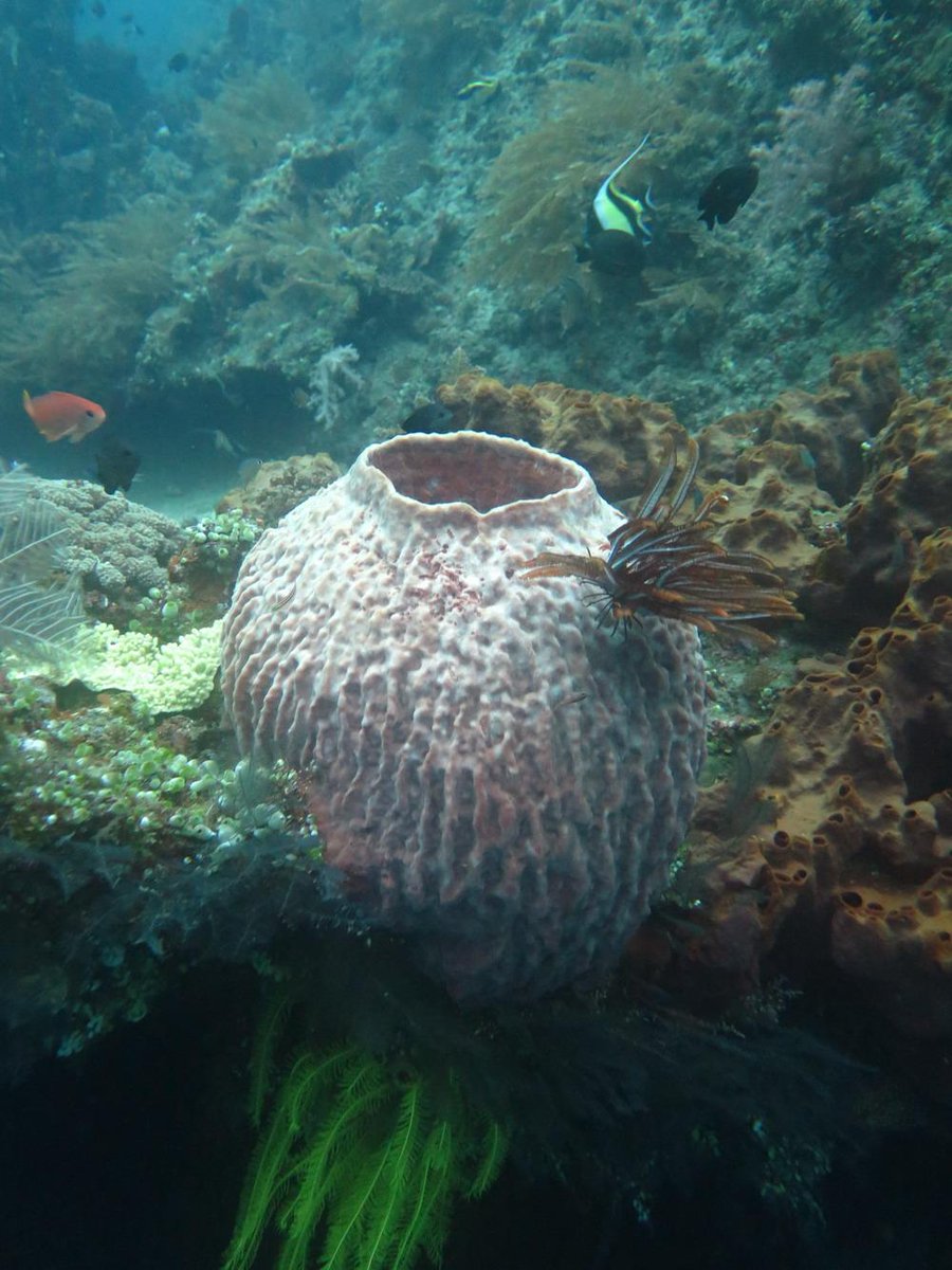 DiveVersions's tweet image. Our #Tulamben #diving #tour guests enjoy scrumptious lunch &amp;amp; afternoon tea at #DiveVersions.