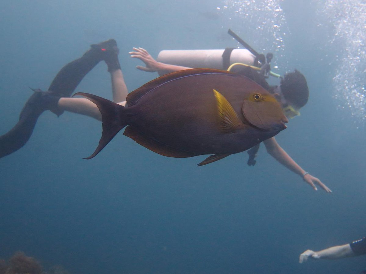 DiveVersions's tweet image. #DiveVersions #TulambenRestaurant &amp;amp; Bar and Dive-Versions #TulambenDiving Center in #Bali.