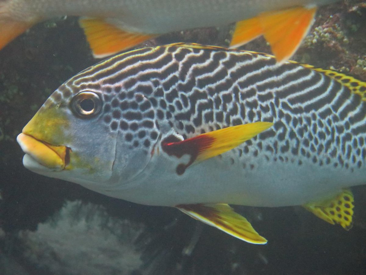 DiveVersions's tweet image. #DiveVersions #TulambenRestaurant &amp;amp; Bar and Dive-Versions #TulambenDiving Center in #Bali.