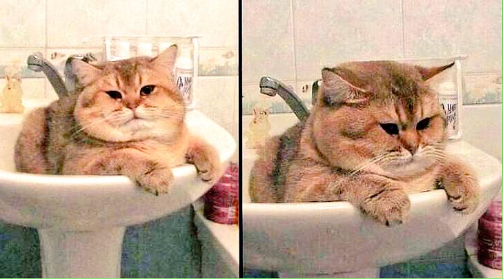 sandraemerap's tweet photo. @AnabelFP2 quiere un gato en el piso. Por mi parte, te dejo tener este y no otro. http://t.co/023HwMcy45